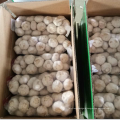 China normal white garlic wholesale price, fresh garlic new crop export